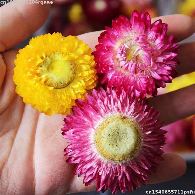 100% Natural Dried Flowers Bra - Candle Making Material Wholesale 评论和价格