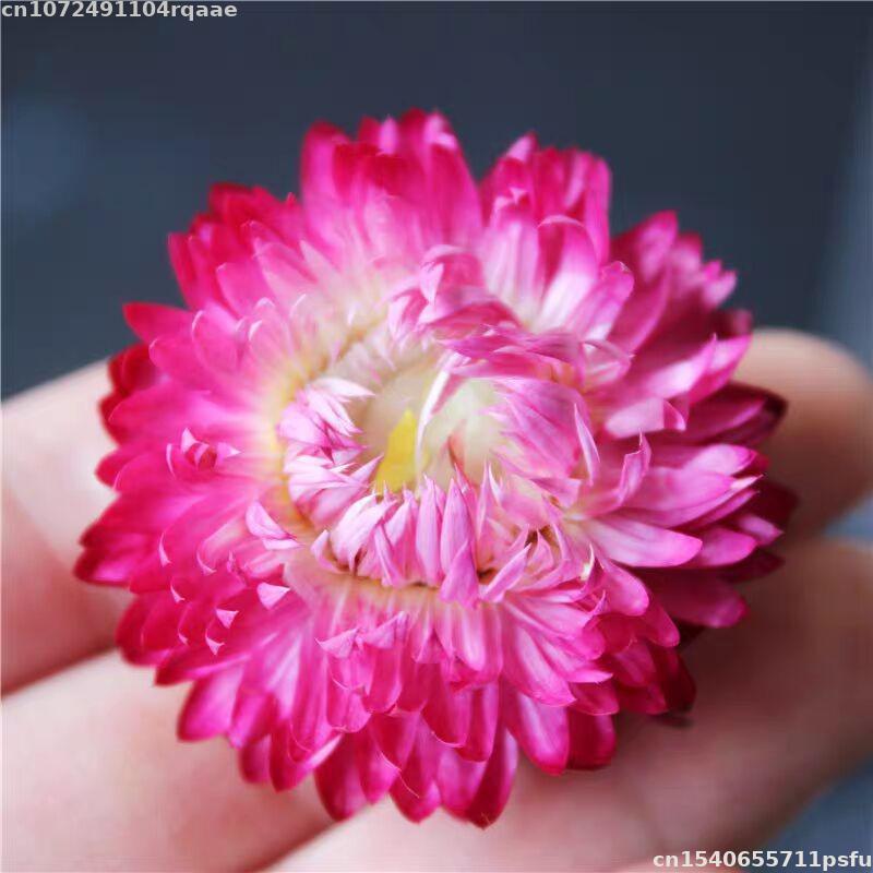 100% Natural Dried Flowers Bra - Candle Making Material Wholesale 评论和价格